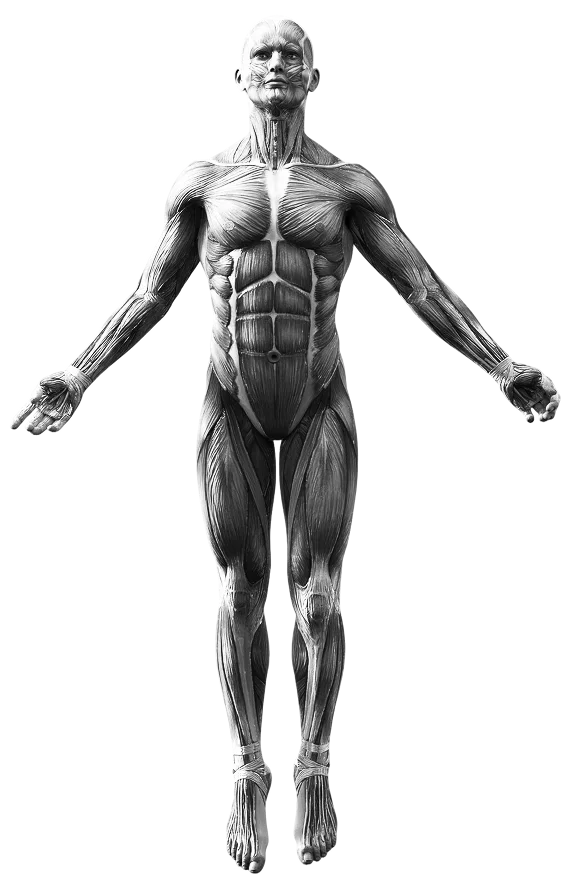 Anatomy diagram showing the areas of the body Divine Healing Chiropractic treats in Laguna Niguel
